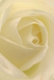 Let yourself be enveloped by the gentle heart of this cream-white rose, captured as though you're nestled within its innermost petals in a tranquil Old Malden garden. Each spiral of the bloom unfurls with delicate patience, the texture almost as soft as a whisper and dappled by the imagined caress of early dew. Soft shadows drift between folds of luminescent ivory, bringing a sense of quiet drama and depth that soothes the spirit. The mood exudes a peaceful energy akin to a contemplative morning on The Mount or the start of a new chapter, marked by sincerity and hope. As someone who crafts bouquets within Old Malden, I see in this rose the purest emblem of reverence-a comforting expression for sympathy, a silent nod to admiration, or a celebration of new beginnings. Its understated yet sweet fragrance seems to linger unseen, echoing the gentle artistry and intention poured into every arrangement sent across the community. This intimate perspective captures more than the blossom's beauty-it radiates the care and emotion woven into every special delivery.